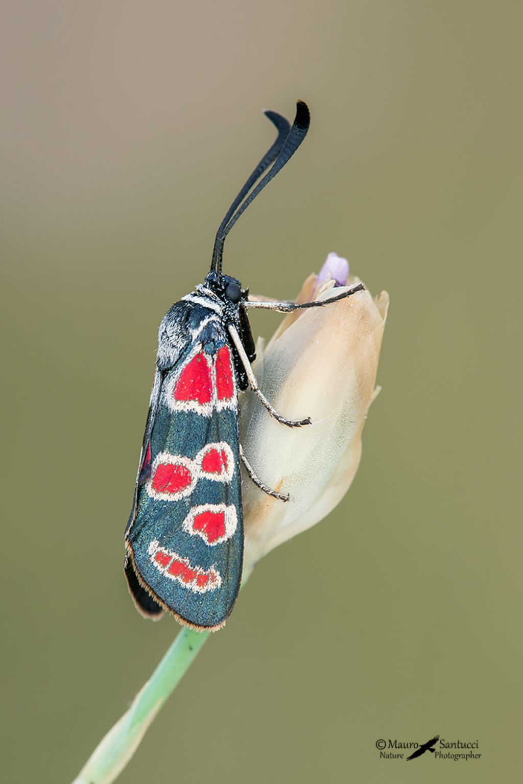 Zygaena carniolica ? S